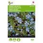 Buzzy ® Myosotis